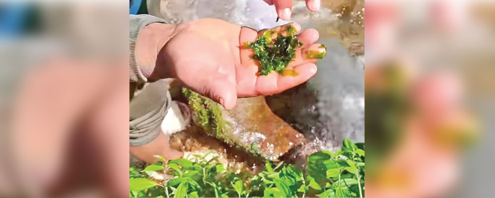 लोप हुँदै दरबार र पाँचतारे होटलसम्म खाइने खोलामा पाइने लेउ