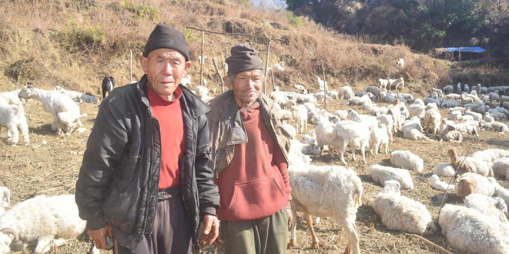 गोरखाका ७१ वर्षीय घले र म्याग्दीका ७० वर्षीय चुलाचनले गोठमै लगाए मितेरी साइनो