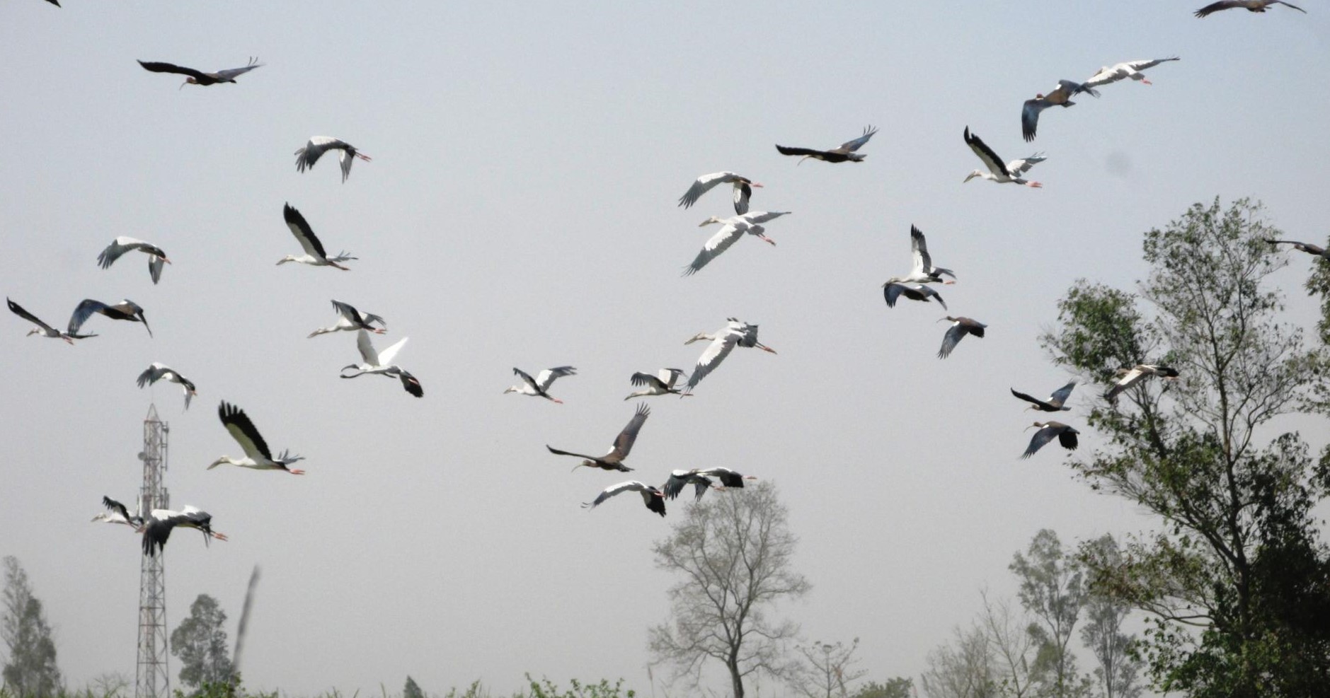 कंचनपुरमा जलपन्छी गणना सुरु