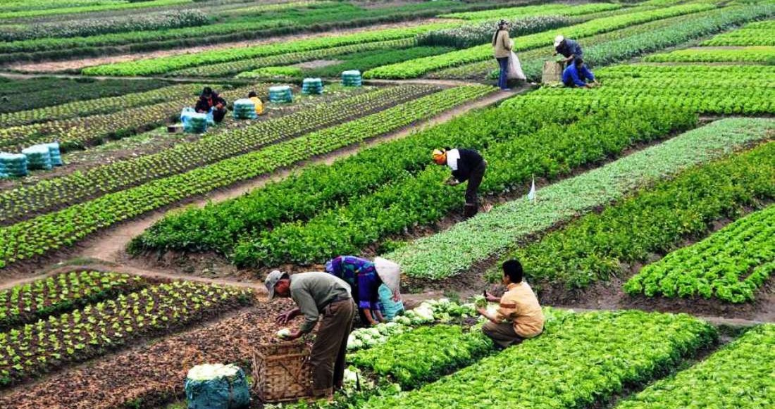 एक अर्बको लागतमा ३० पालिकामा एकीकृत कृषि तथा पशुपंक्षी सेवा केन्द्र
