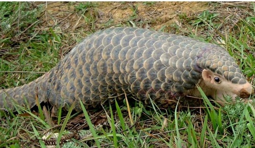 बजेट अभावमा रोकिएको सालक संरक्षण अभियान फेरि सुरु गरिँदै