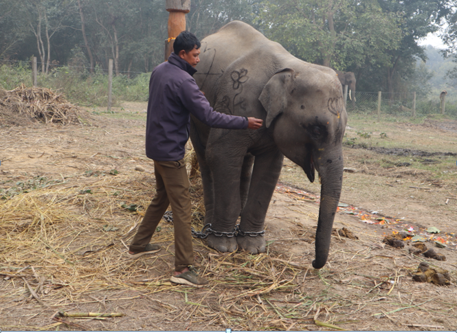 शुक्लाफाँटाको गजराज ‘शेषचन्द्र’ले अब पर्यटक घुमाउने