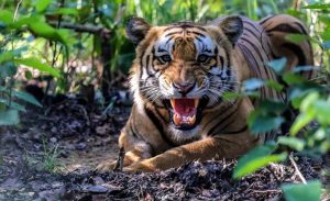 विश्व बाघ दिवसः नेपालमा बाघको सङ्ख्या ‘धान्ने क्षमता’ चार सय