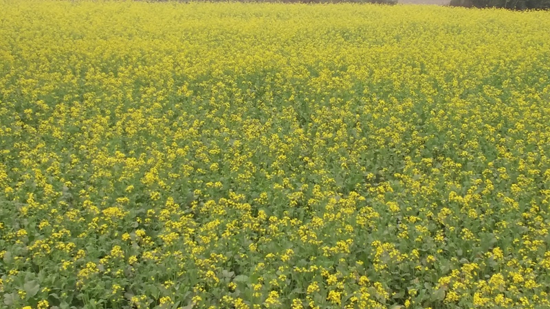 अनुदानले तोरीखेतीमा किसान आकर्षित