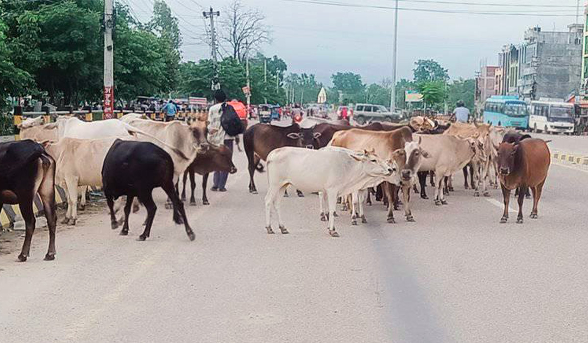सहरी क्षेत्रमा छाडा पशुको जगजगी