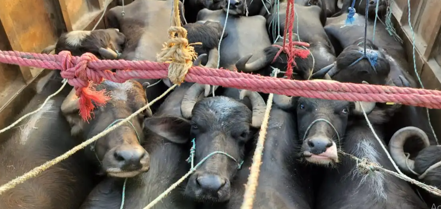 मापदण्डविपरीत पशु ढुवानी गरिँदा पशु चौपायाले दुःख पाउदै