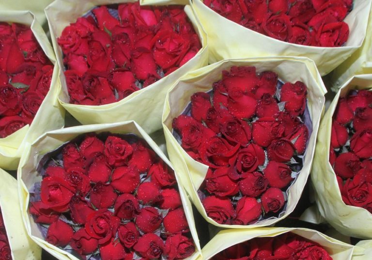 प्रणय दिवसमा तीन लाख ५० हजार स्टिम गुलाफ माग