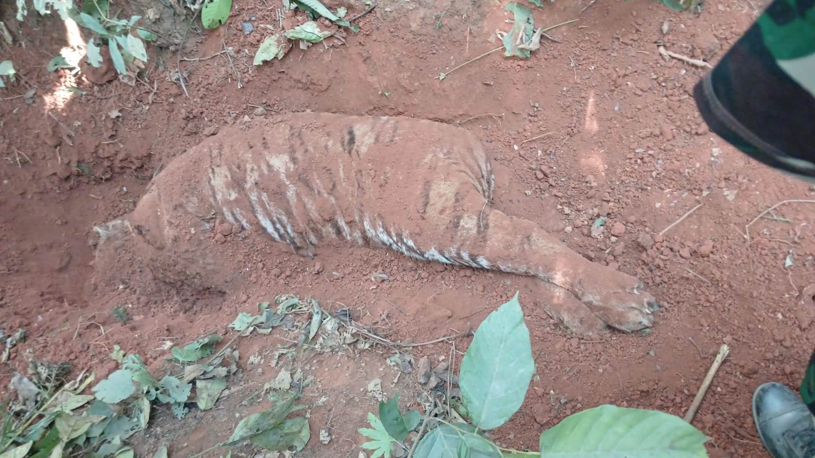 नवलपरासीमा बाघ मारेर गाडेको अवस्थामा फेला