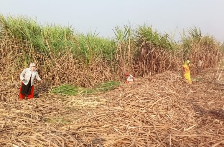 नगदे बाली फेर्दै महोत्तरीका किसान