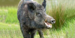 जंगली बँदेलको आक्रमणबाट एक वृद्धको मृत्यु, दुई जना घाइते