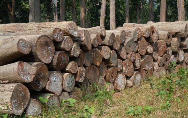 स्वदेशी काठ जङ्गलमा कुहिने र वार्षिक खर्बौँको विदेशी काठ आयातलाई विस्थापित गर्नुपर्नेमा जोड