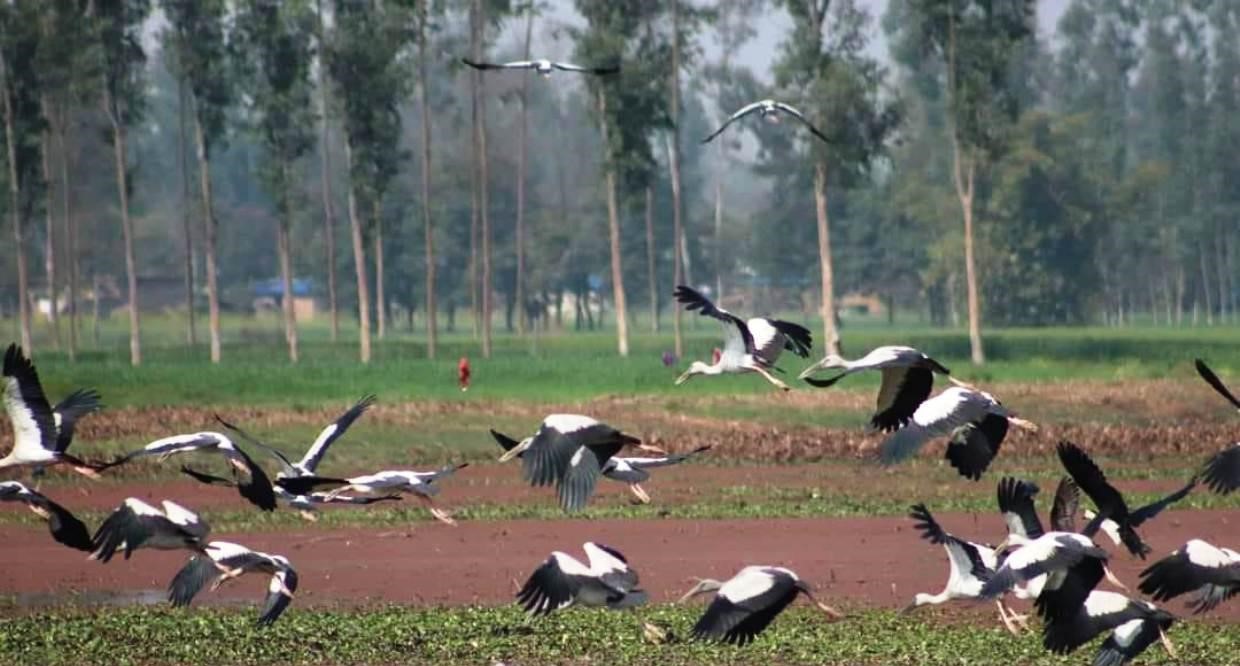 संरक्षणको प्रतीक्षामा पर्यापर्यटनको अनुपमस्थल पुरैनी ताल