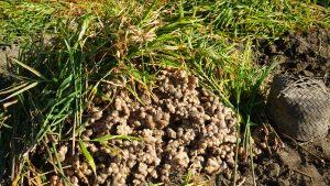 कर्णालीको अदुवा–बेसार विदेशी बजारमा रोजाइ