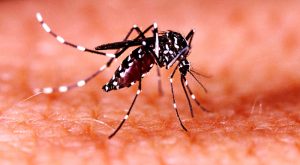 जलवायु परिवर्तनको असर : बाह्रै महिना डेङ्गुको सङ्क्रमण देखिँदै