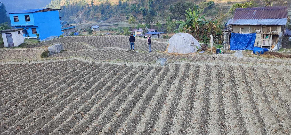 बागलुङमा किसानलाई आलु खेतीतर्फ आकिर्षत गर्न क्षेत्र विस्तार