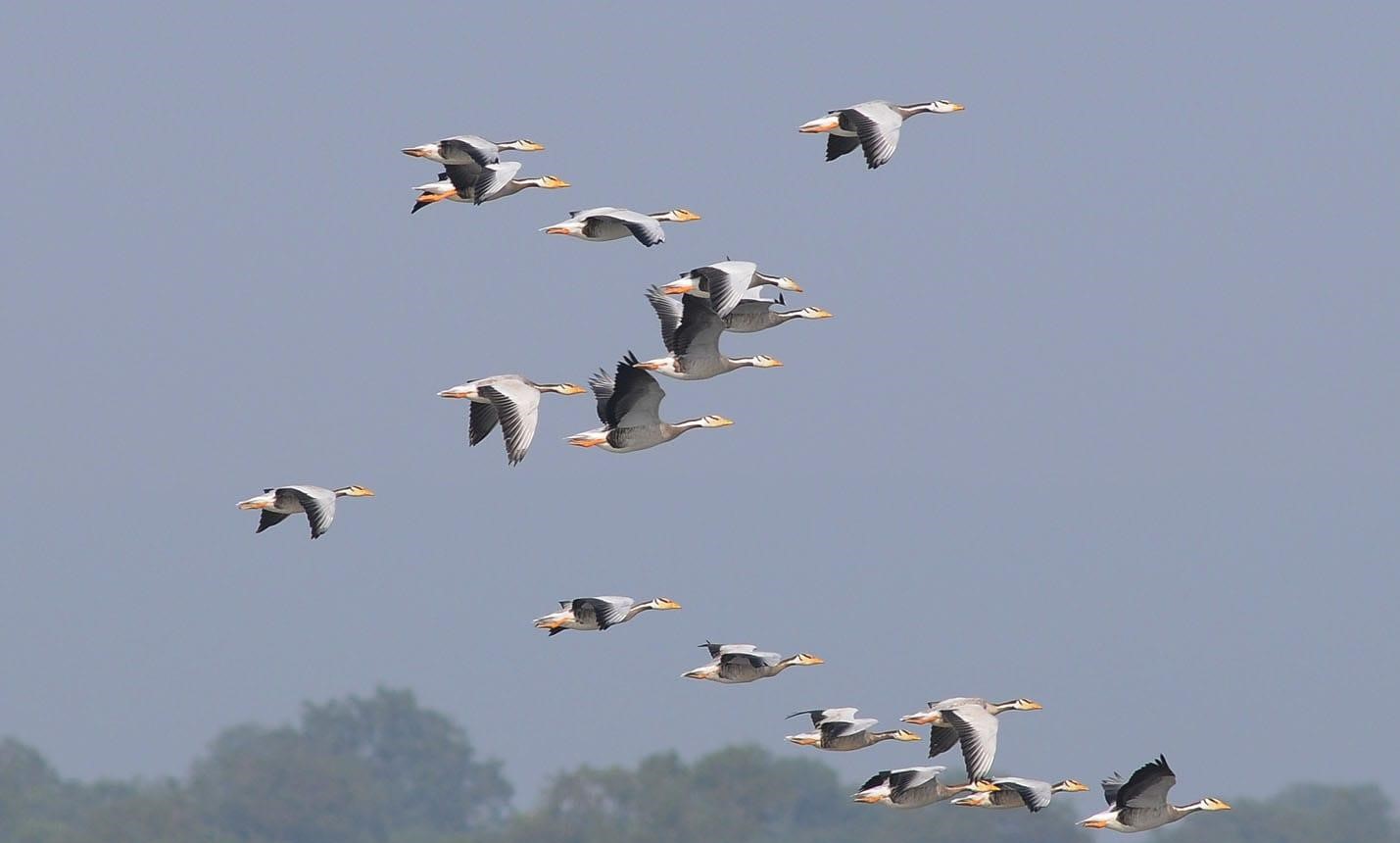 जाडो छल्न नेपाल आएका पाहुना चरा स्वदेश फर्किए