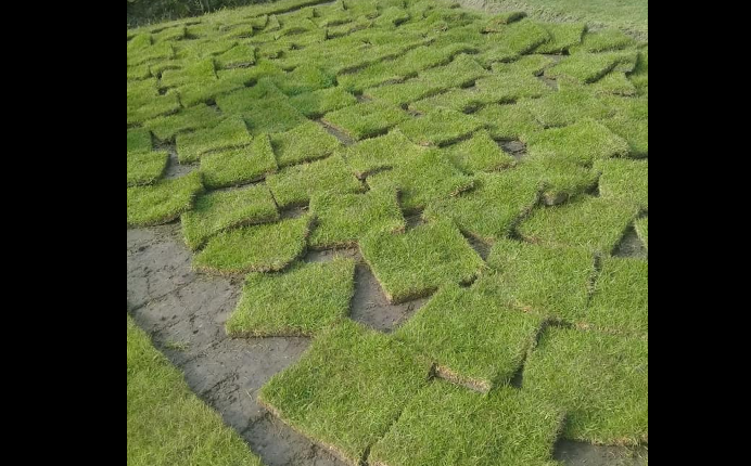 चाइनिज दुबोमा भविष्य देख्दै तुलसीराम, गर्छन् मनग्य आम्दानी
