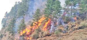 यस वर्ष गण्डकी प्रदेशमा डढेलोबाट हुने क्षति कम