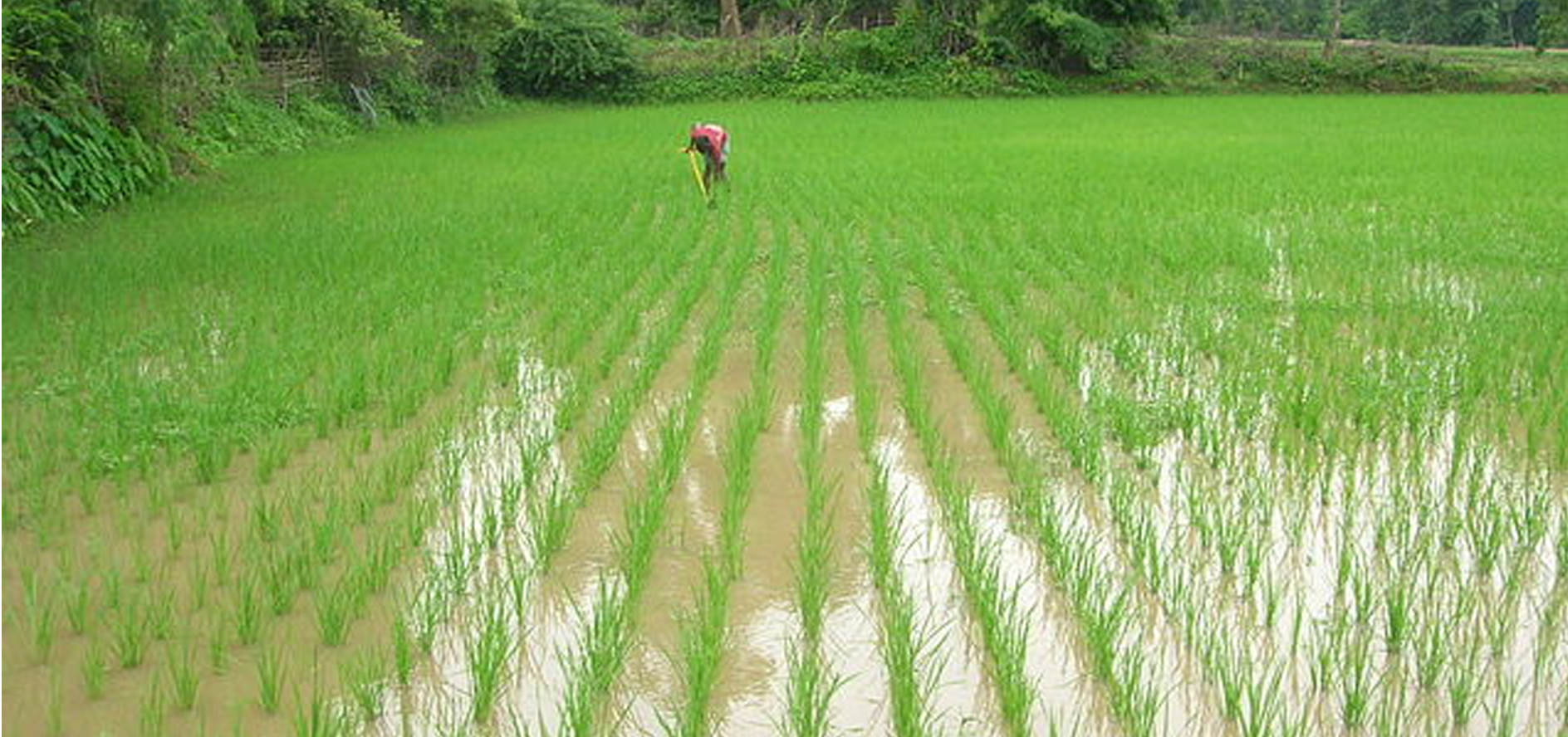 सिँचाइको व्यवस्थासँगै भरतपुरका जमिन चैते धानले हराभरा