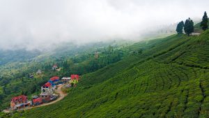 परीक्षणसम्बन्धी नयाँ नियमले चिया निर्यात ठप्प
