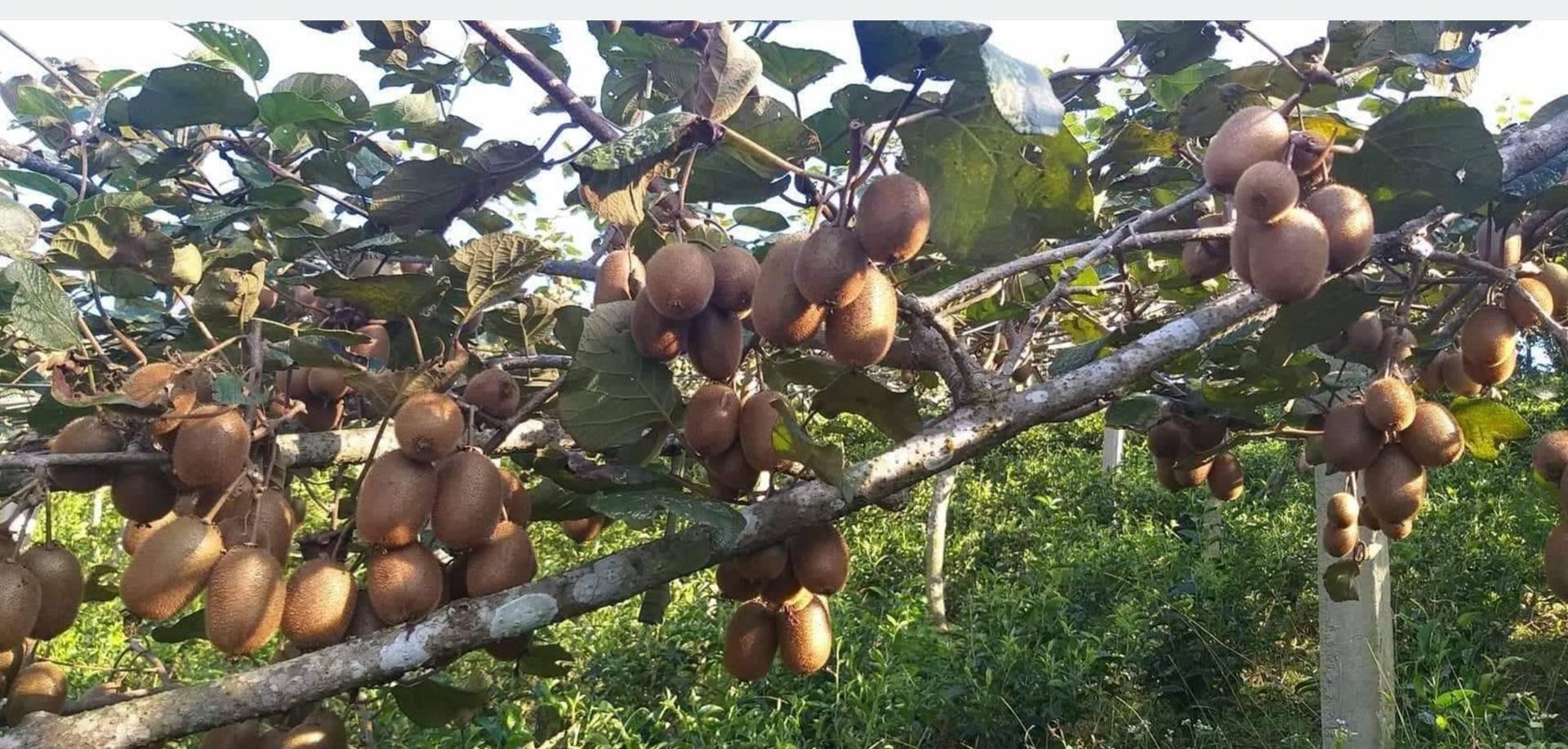 इलाममा किवीको उत्पादन बढ्यो