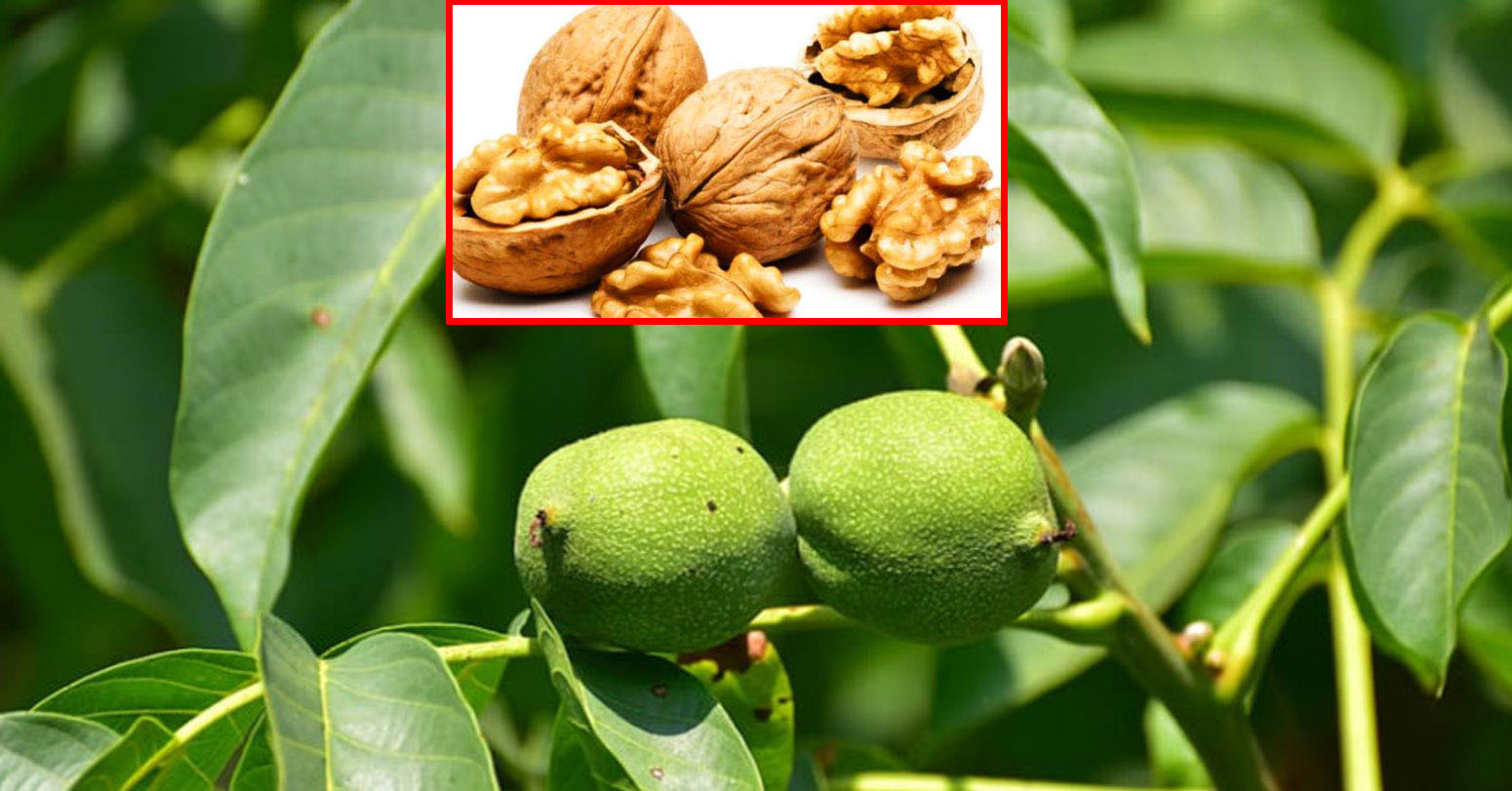 हाडे ओखरको बिरुवा दाँते भएपछि…