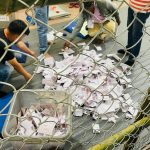 प्रतिनिधिसभा सदस्य निर्वाचनः सबैभन्दा बढी साक्षरता  रहेको काठमाडौँमै आठ हजार १९७ मत बदर