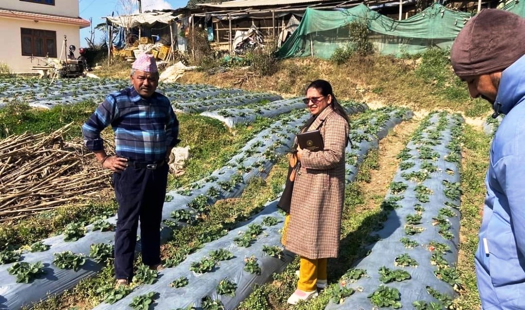 स्ट्रबेरी खेतीमा रमाउँदै काभ्रेका मुक्ति, खर्च काट्दा पनि ४० लाख मुनाफा