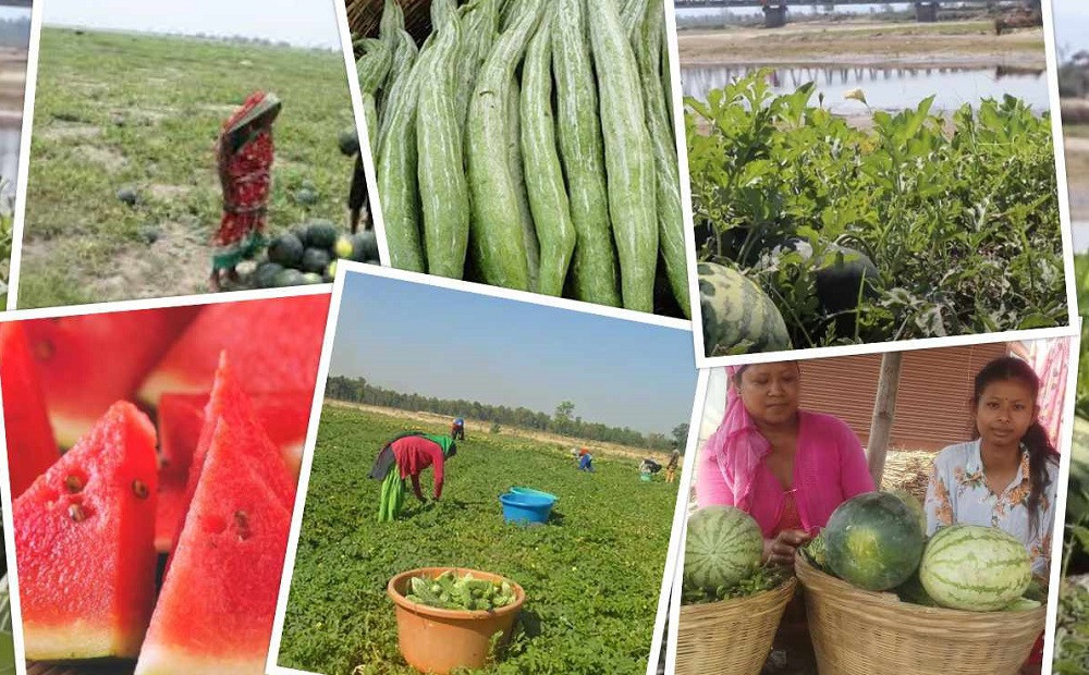 बगरखेतीबाटै मनग्य आम्दानी गर्दै लमहीका पौरखी किसान