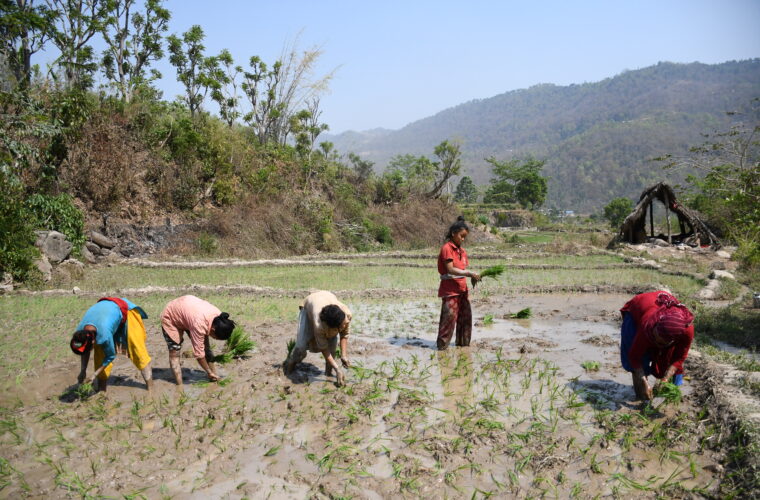 चैते धानप्रति दाङका किसानको आकर्षण बढ्दो