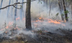 कञ्चनपुरमा डढेलोको जोखिम बढ्दो, पूर्वतयारी कमजोर