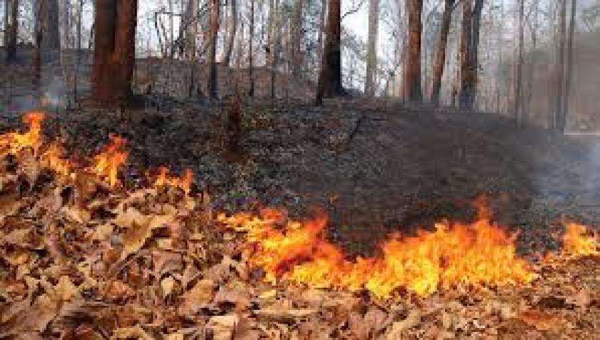 डढेलो नियन्त्रण नगर्ने सामुदायिक वनको सुविधा रोकियो