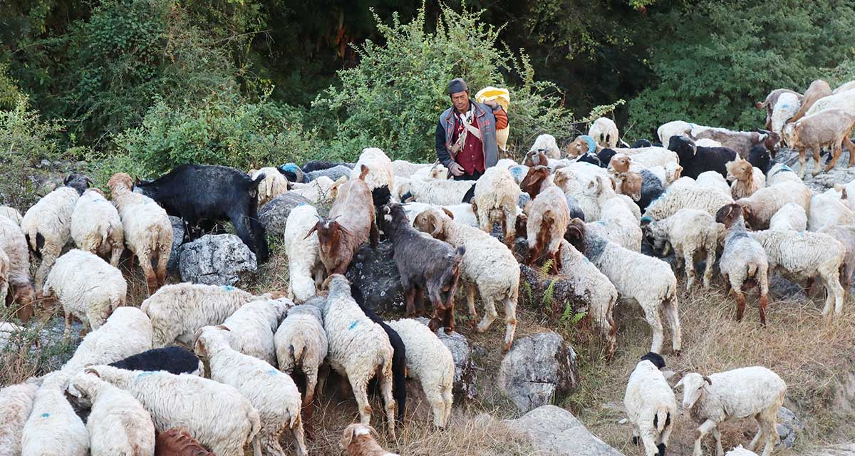 बन्दोबस्तीका सामान बोकेर म्याग्दीका गोठाला लेकतर्फ