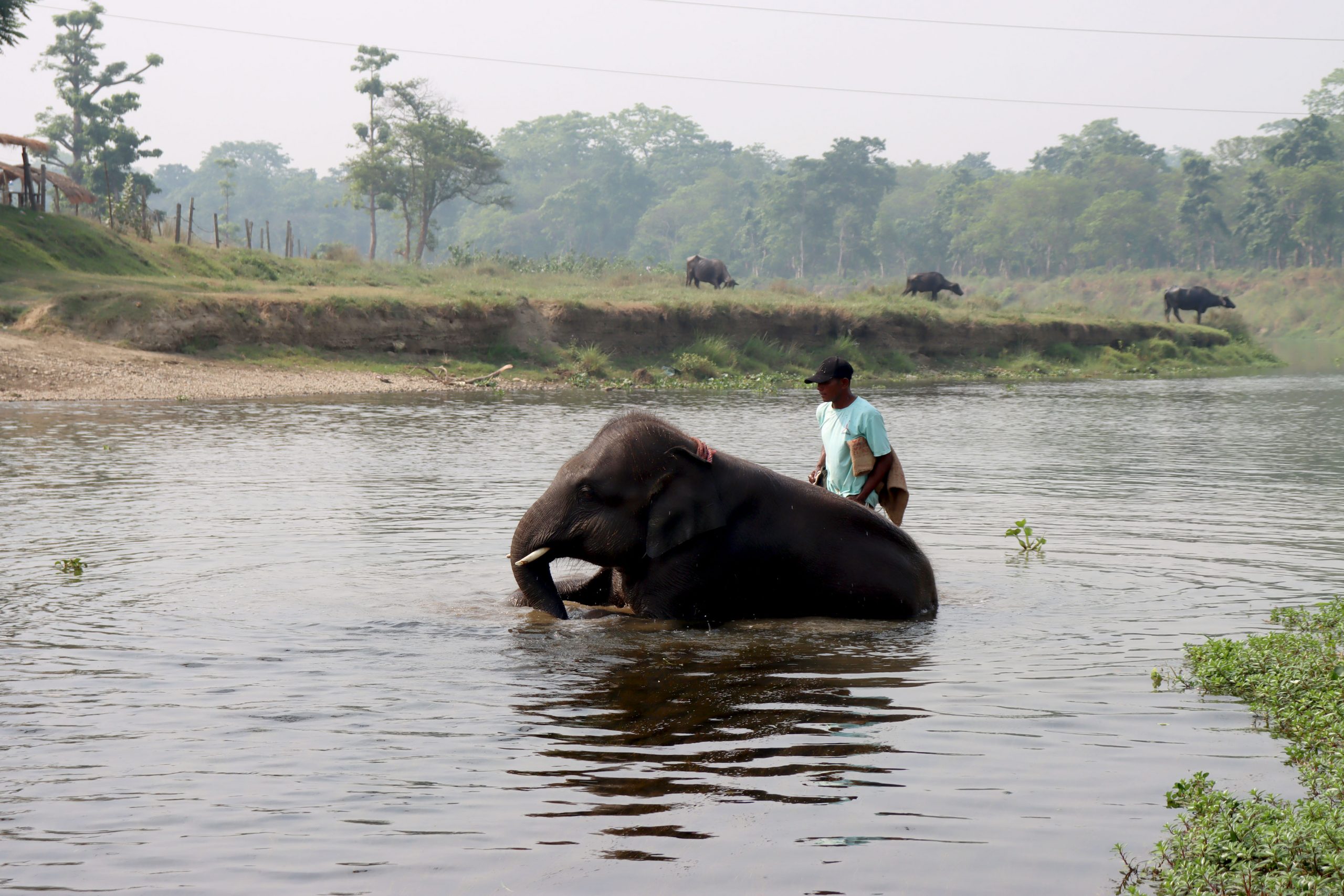 रुद्रकली र खगेन्द्रप्रसाद कतारी अमिरलाई उपहार दिइने