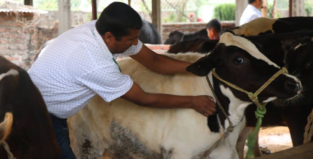 पनौतीमा आजदेखि किसानका गोठमै पुगेर निःशुल्क खोप अभियान सञ्चालन