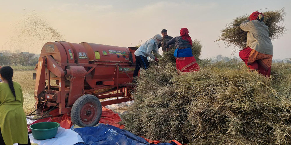 नवलपरासीका यस वर्ष दुई हजार नौ सय ७१ मेट्रिक टन तोरी उत्पादन