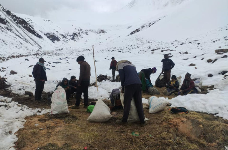 मनाङको नाम्के खर्कबाट यार्सागुम्बा सङ्कलन सुरु