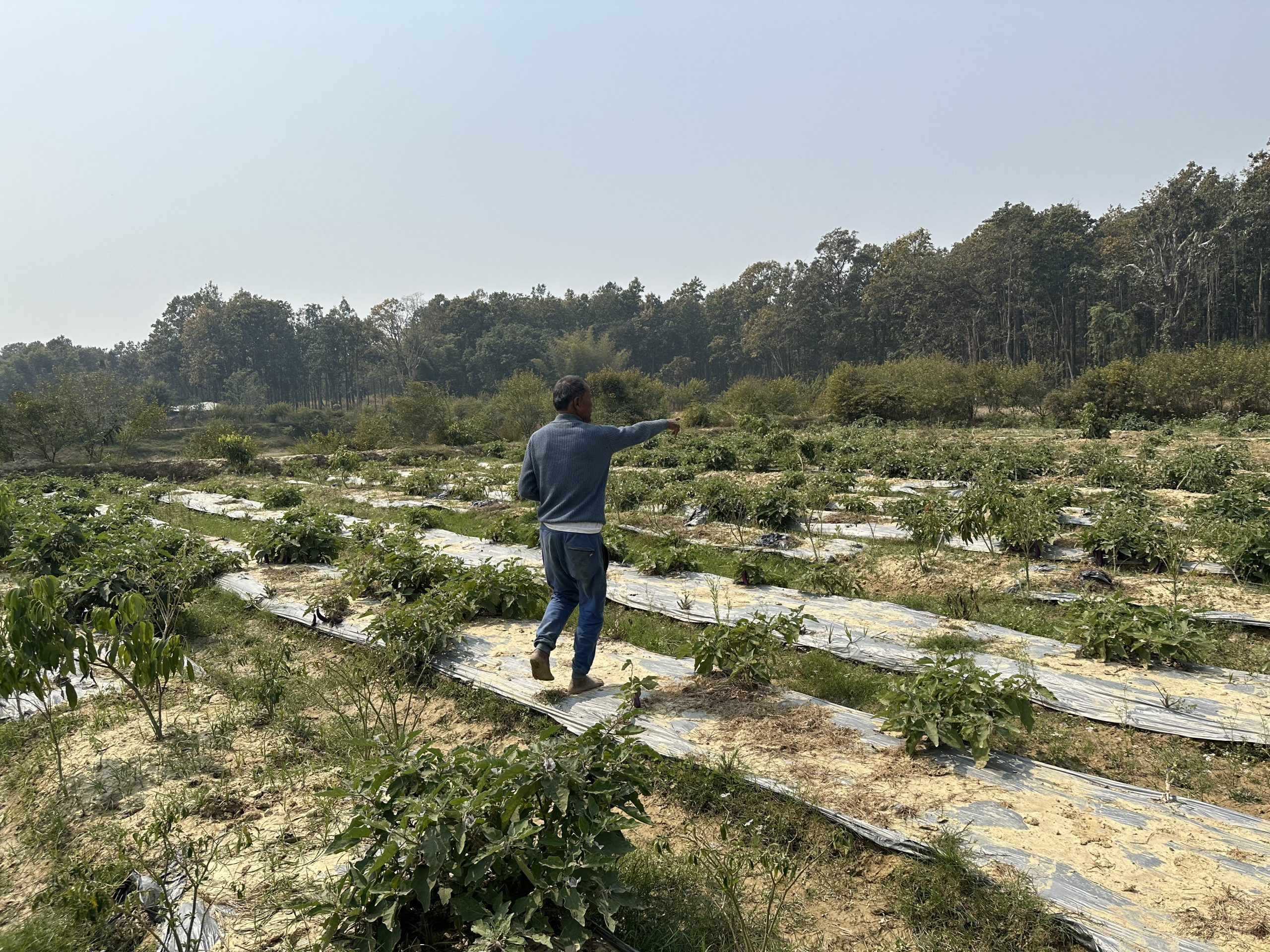 वनमा डढेलो लागेपछि बस्तीमा छिरे वन्यजन्तु