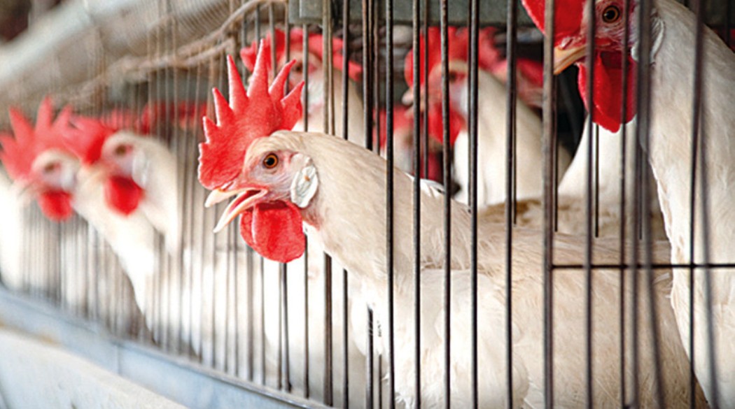 अन्तर्राष्ट्रिय पोल्ट्री एक्स्पोमा किसानलाई पाठशाला