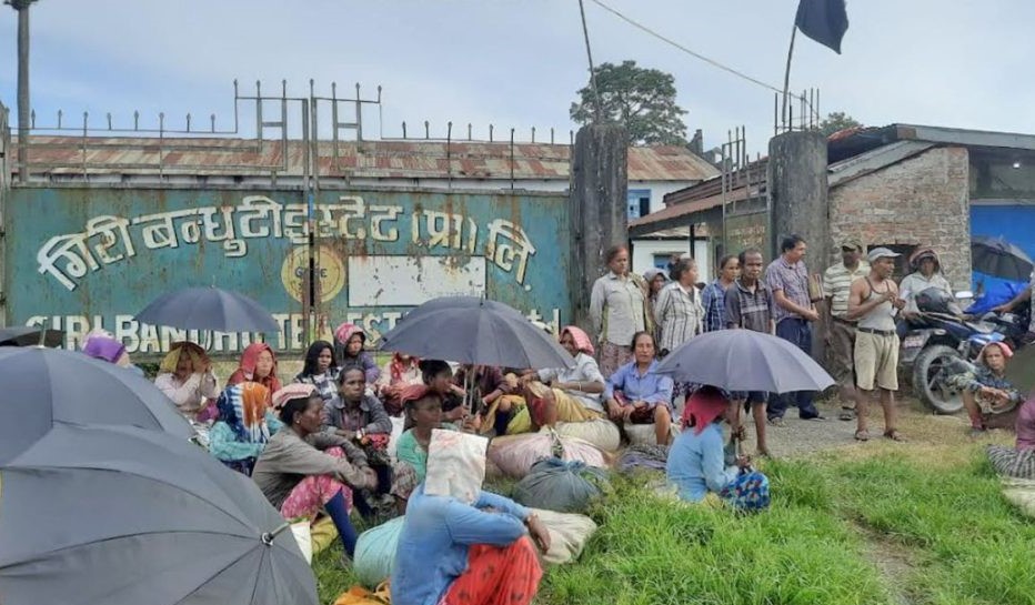 गिरीबन्धुका चिया मजदूरले पारिश्रमिक पाएनन्