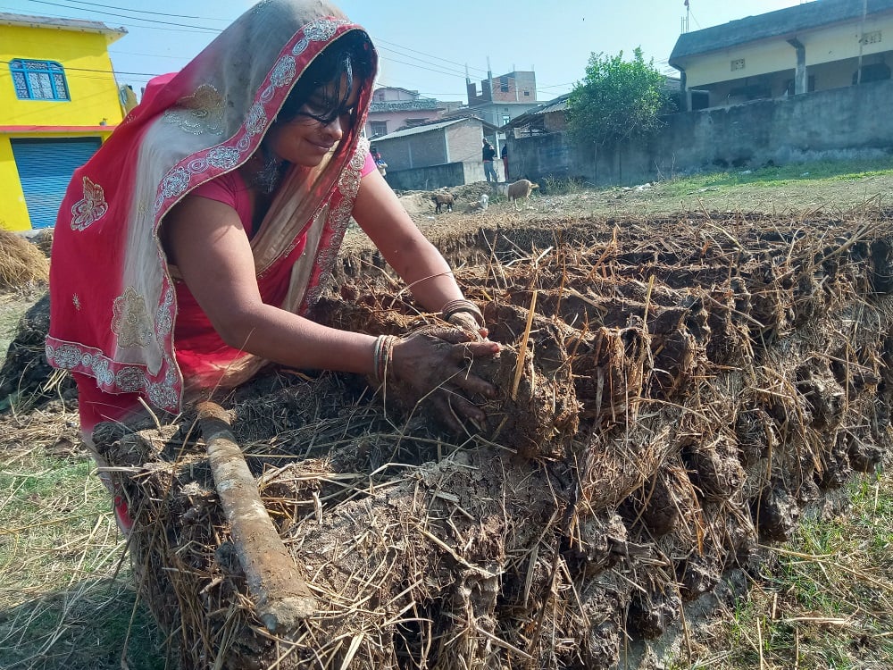 बर्खा यामका लागि प्रचण्ड गर्मीमा ‘गुइँठा’ बनाउँदै महोत्तरीका गृहिणी