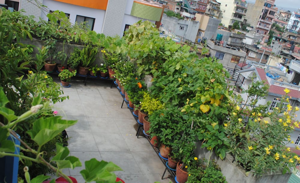 निःशुल्क तालिमपछि बनेपाका एक हजार घरमा ‘कौसीखेती’