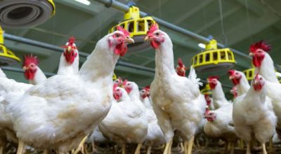 अफ्रिकी पेन्गुइन जनसङ्ख्या बर्डफ्लुका कारण जोखिममा