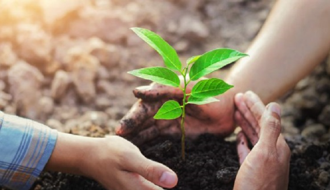वन्यजन्तुको आहारका लागि सामुदायिक वनमा दश हजार बिरुवा रोपिए