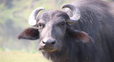 बैतडीका पशुमा खरी र लम्पी स्कीन सङ्क्रमण पुनः देखियो