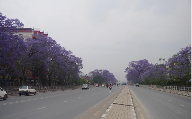 मनै लोभ्याउने जाकाराण्डा फूल