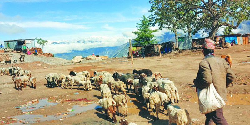 कालीकोटका पशुपालन गर्ने किसानलाई गोठालो भत्ता भत्ता !