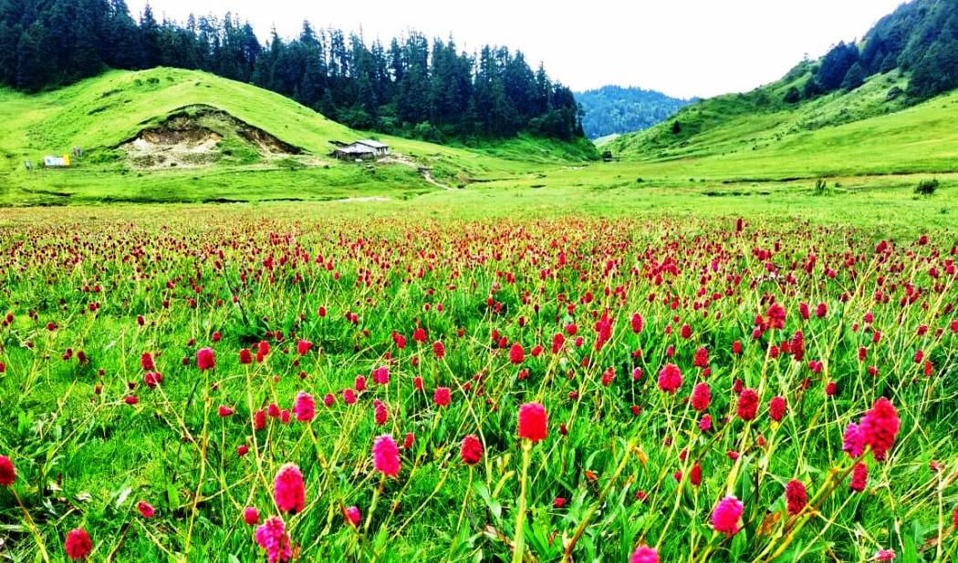 खप्तड राष्ट्रिय निकुञ्जबाट सङ्कलन हुने राजस्वमा बर्सेनि कमी हुँदै