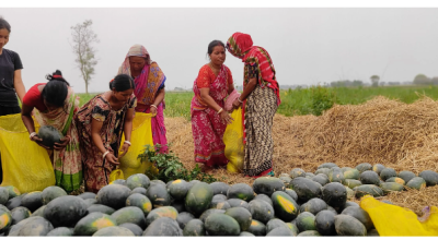 पूर्वीनाका काँकडभिट्टा हुँदै  भारतबाट चार करोड ६० लाखको खरबुजा भित्रियो