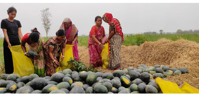 पूर्वीनाका काँकडभिट्टा हुँदै भारतबाट चार करोड ६० लाखको खरबुजा भित्रियो